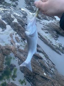 European Bass (Seabass)