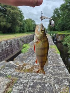 European Perch