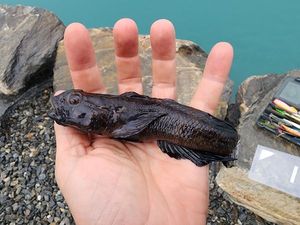 Knout Goby