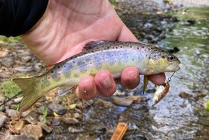 Brown Trout
