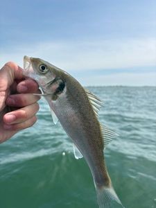European Bass (Seabass)