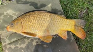 Common Carp