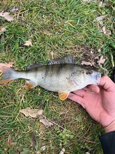 European Perch