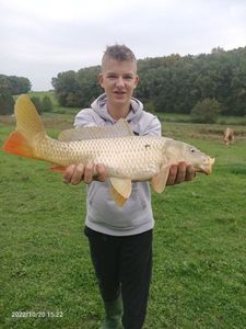 Common Carp