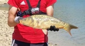 Common Carp