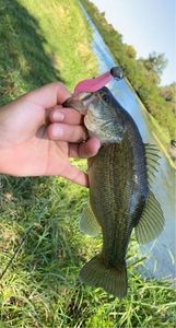 Largemouth Bass