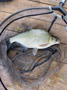 Common Bream