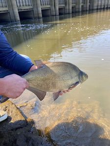 Common Bream