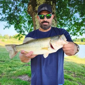 Largemouth Bass