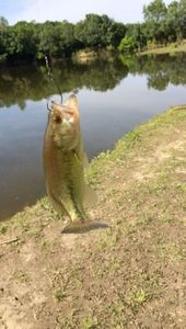 Smallmouth Bass