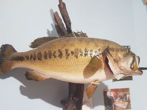 Largemouth Bass