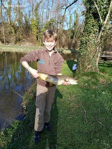 Brown Trout