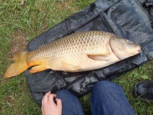 Common Carp