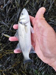 European Bass (Seabass)