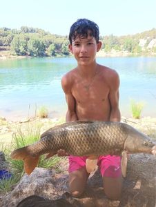Common Carp