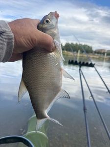 Common Bream