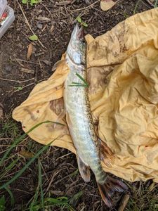 Northern Pike