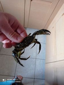 Crabe Enragé (Crabe Vert)