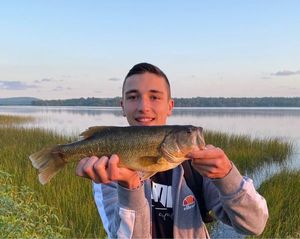 Largemouth Bass