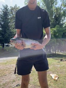 Rainbow Trout