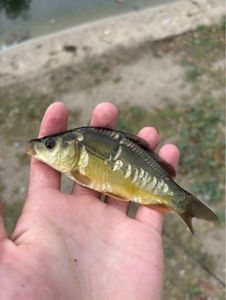 Mirror Carp