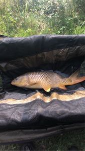 Common Carp