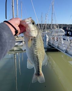 Largemouth Bass