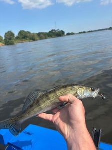 Zander