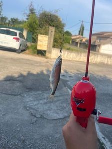Roach