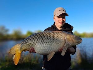 Common Carp