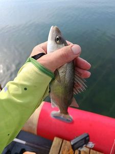 European Bass (Seabass)