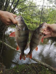 European Perch