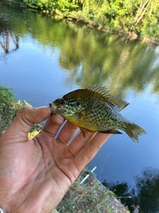 Green Sunfish