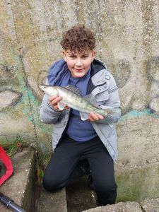 Zander