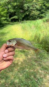 Largemouth Bass