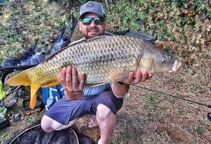 Common Carp