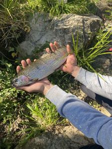 Rainbow Trout