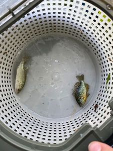 Green Sunfish