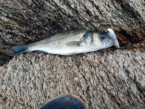 European Bass (Seabass)