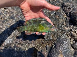 Ballan Wrasse