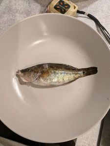 Axillary Wrasse