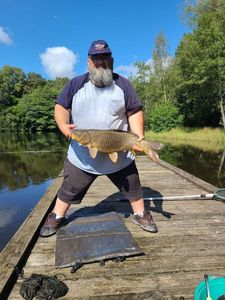 Common Carp
