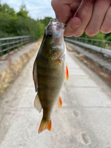 European Perch