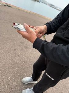 Mackerel