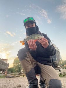 European Perch