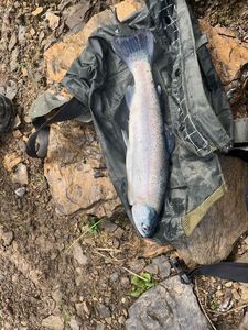 Rainbow Trout