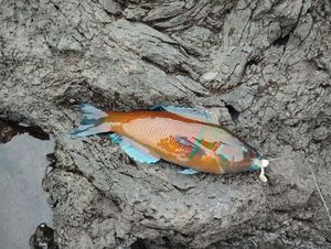 Ornate Wrasse