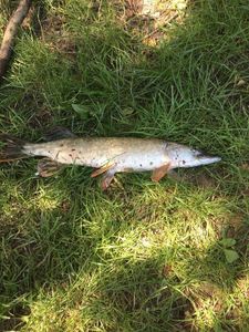 Northern Pike
