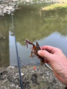 Spinycheek Crayfish