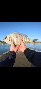 Black Seabream